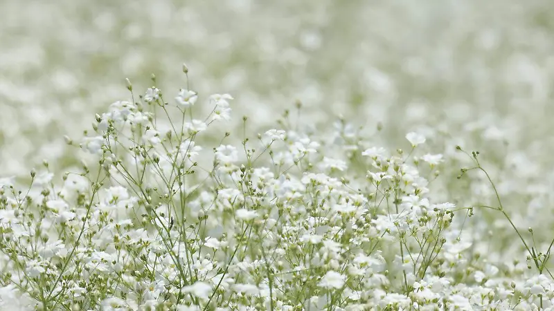 De Asia a Puebla: la flor paniculata que hoy adorna mercados y celebraciones | Fotorreportaje